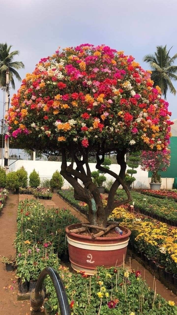 Bougainvillea Collection – Vibrant Blooms for Every Landscape