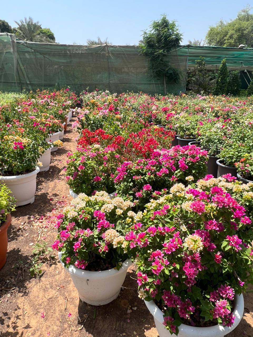 Bougainvillea TC Pot – Vibrant & Low-Maintenance