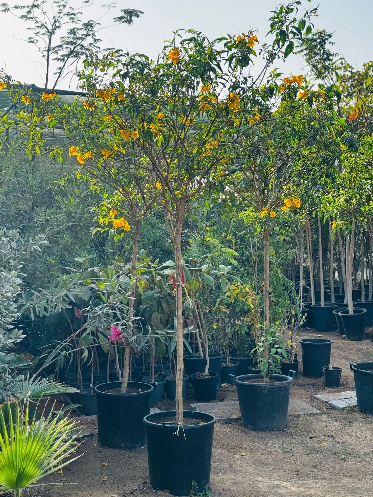 Tecoma Stans (250-300CM) – Bright & Hardy Blooms for UAE Landscapes