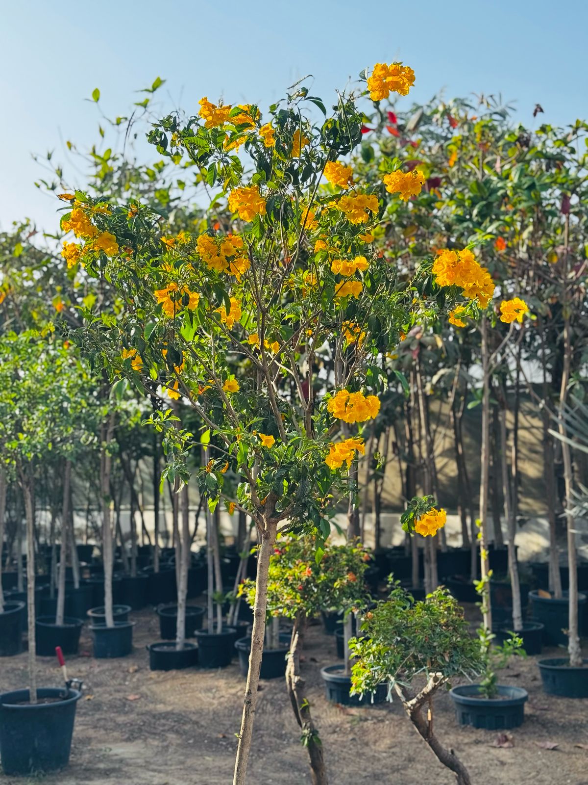 Tecoma Stans (250-300CM) – Bright & Hardy Blooms for UAE Landscapes