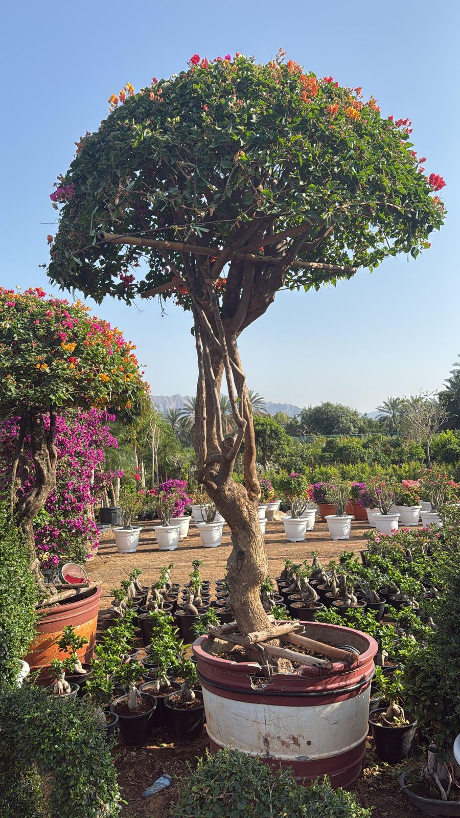Bougainvillea 300CM – Lush & Vibrant for Stunning Landscapes